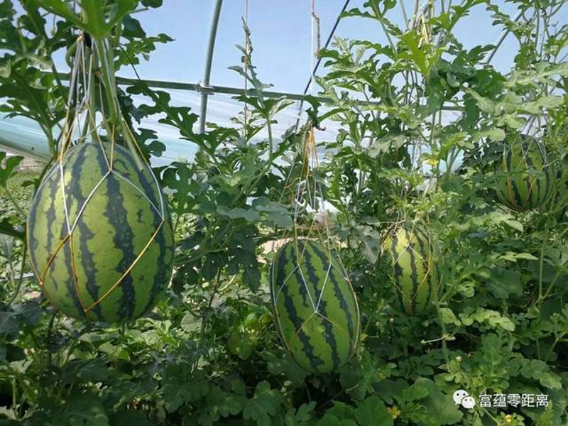 无公害水果
